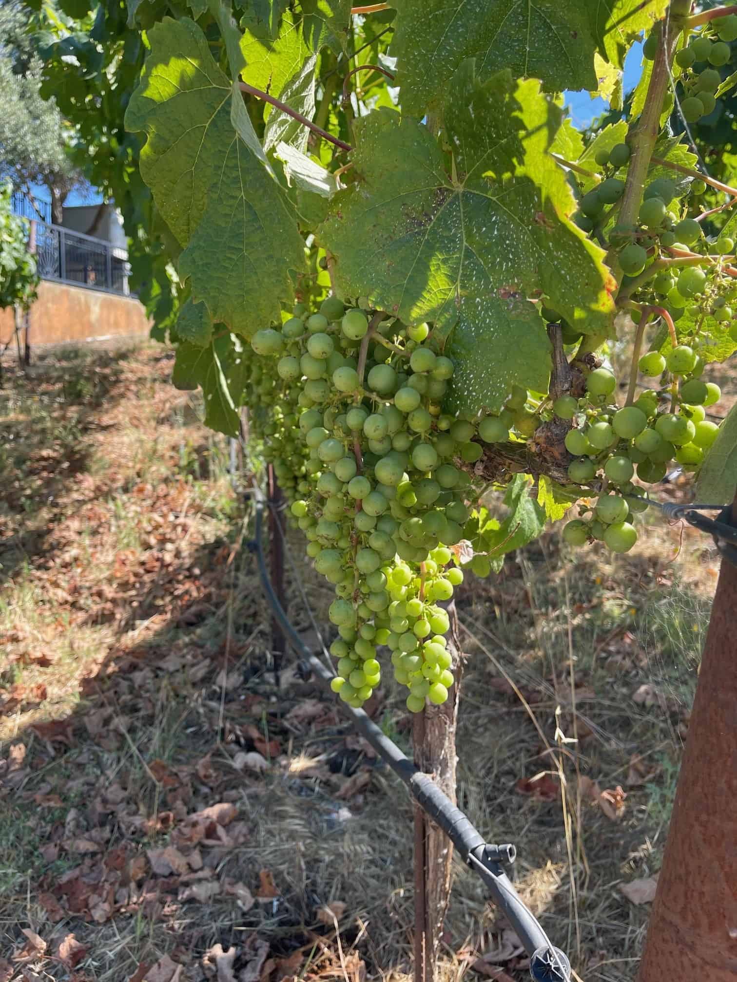 Why We’re Considering a Move: Exploring Napa Valley for Our 2026 Spring Conference